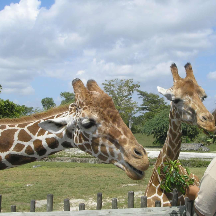 ZOO - Zoological Garden